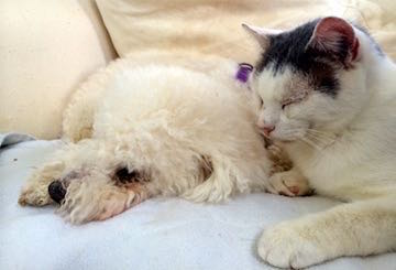 a black & white cat snuggles up against a white dog
